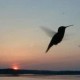 colibri porn